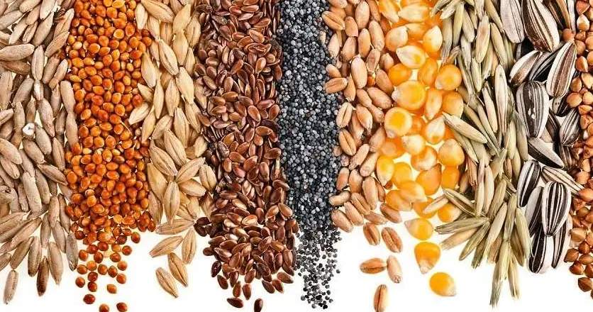 طرح 13 صنفاً من القمح الشتوي للبيع أمام المزارعين