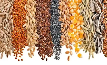 طرح 13 صنفاً من القمح الشتوي للبيع أمام المزارعين