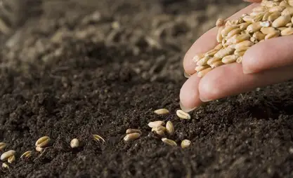 الحكومة تقدم دعمًا للبذور الزراعية في الجمهورية القرغيزية استعدادًا للموسم الربيعي