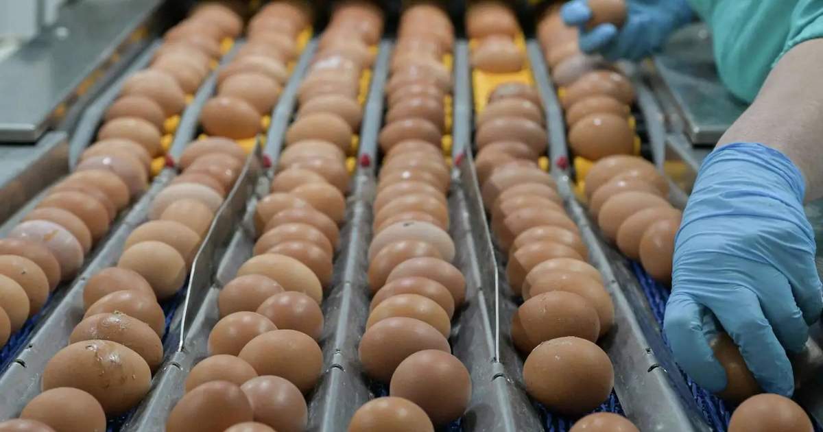 ارتفاع إنتاج البيض في قرغيزستان بنحو 23%