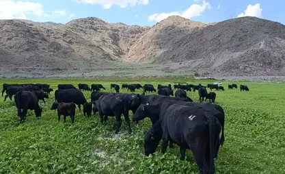 المزارعون يمكنهم شراء الماشية الأصيلة بقروض ميسرة