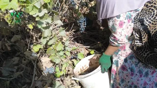 24.webp