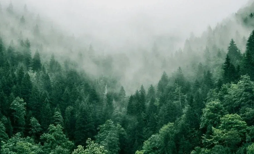 295.webp
