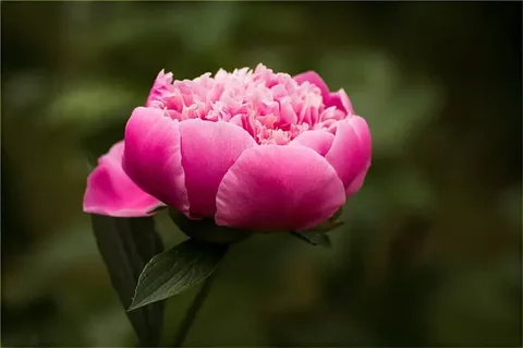 32.webp
