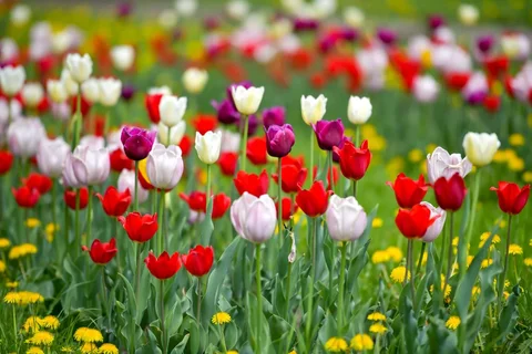 605.webp