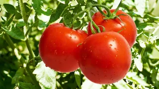 70.webp