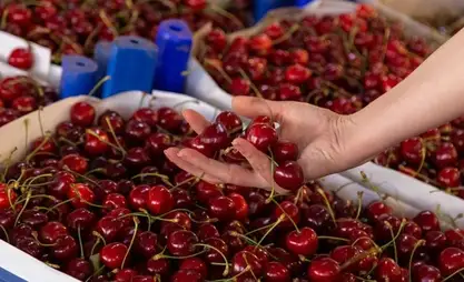 أوزبكستان تحقق 51 مليون دولار من صادرات الكرز خلال سبعة أشهر