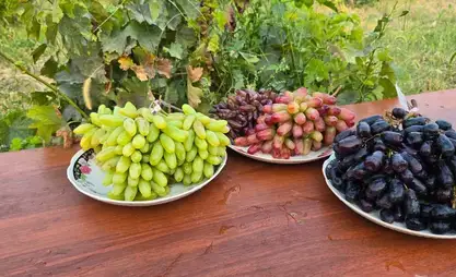 زراعة العنب في قرغيزستان ترتقي إلى مستوى جديد – وزارة الموارد المائية والزراعة